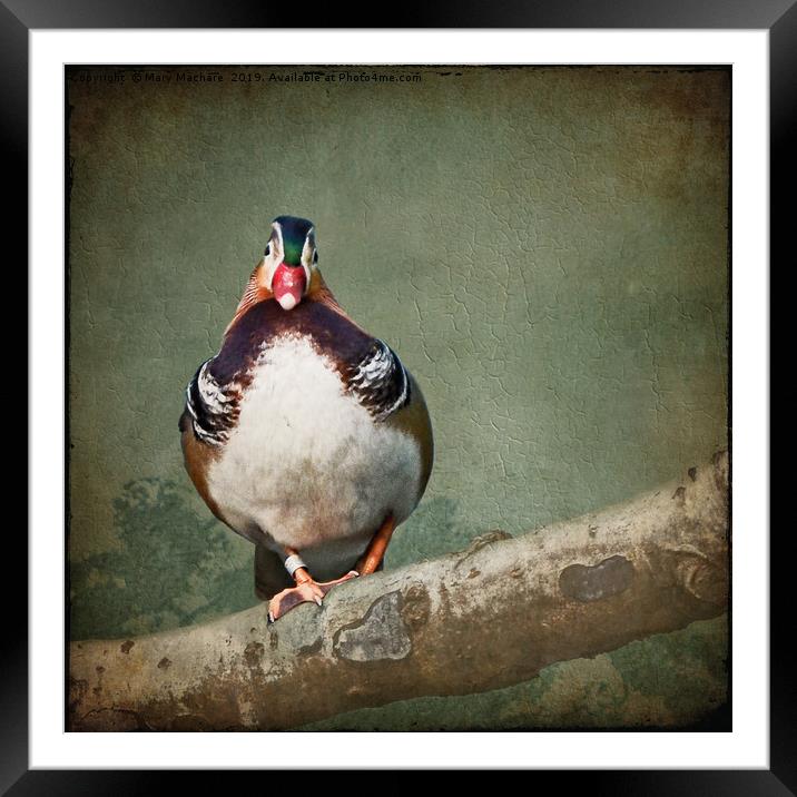 Mandarin Duck Framed Mounted Print by Mary Machare