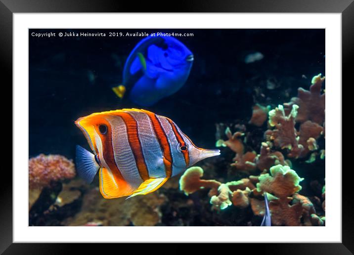 Copperband butterflyfish with regal tang Framed Mounted Print by Jukka Heinovirta
