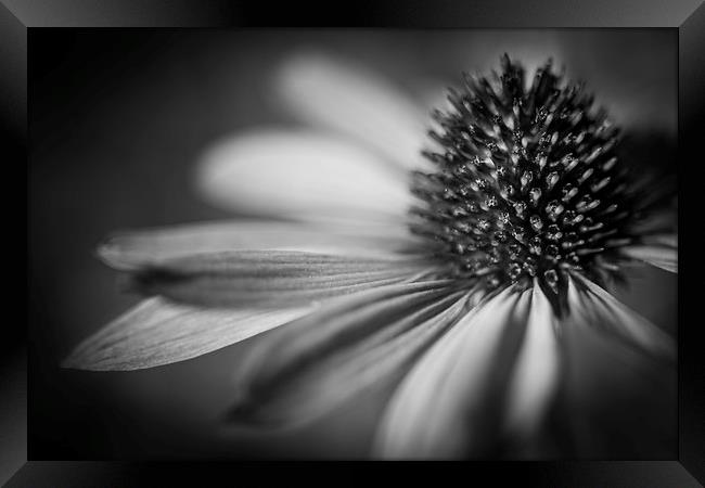 Coneflower Head Close Up  Framed Print by Mike Evans