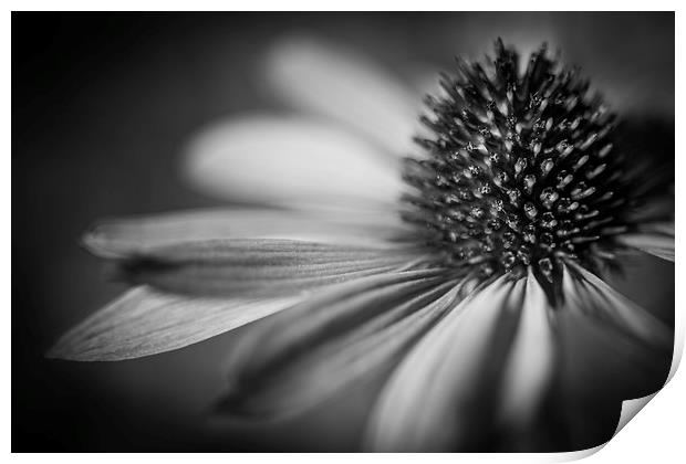 Coneflower Head Close Up  Print by Mike Evans