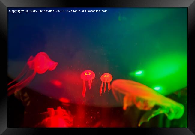 Tiny Jellyfish Twins Framed Print by Jukka Heinovirta