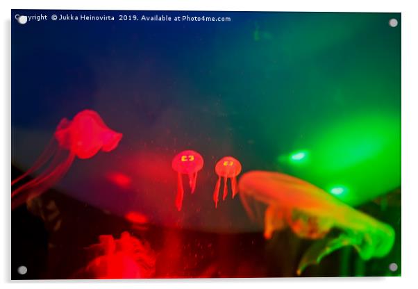 Tiny Jellyfish Twins Acrylic by Jukka Heinovirta