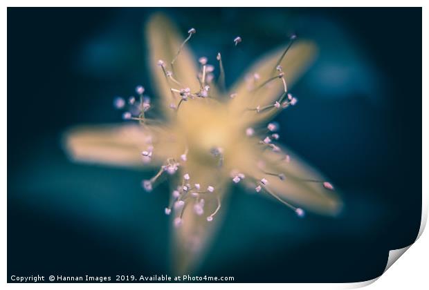 Star Print by Hannan Images