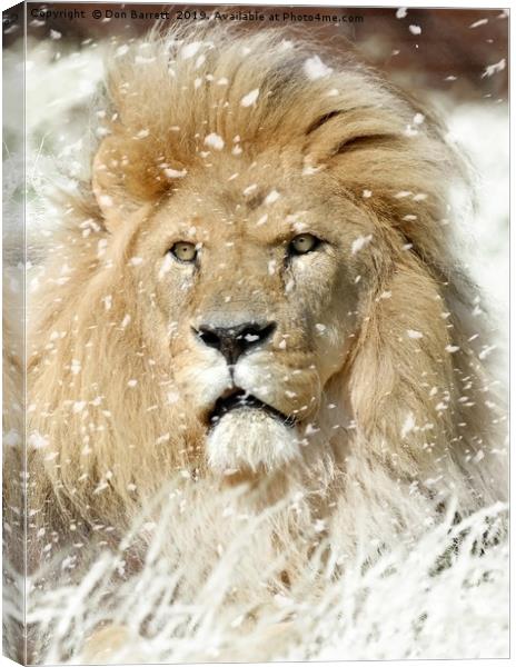 Snow Lion Canvas Print by Don Barrett