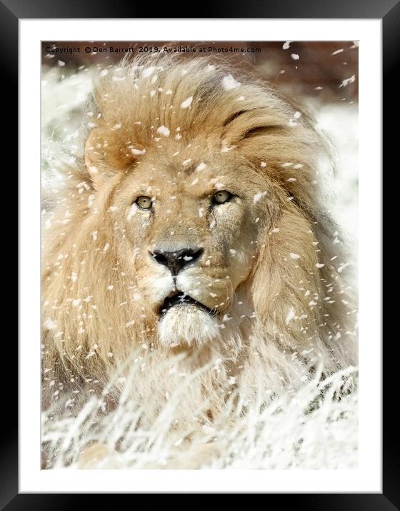 Snow Lion Framed Mounted Print by Don Barrett