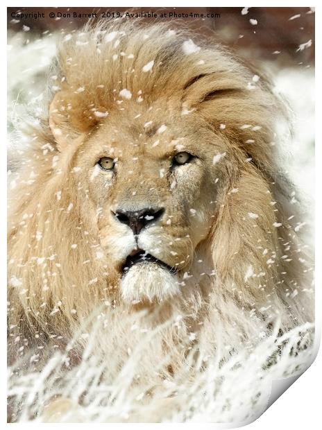 Snow Lion Print by Don Barrett