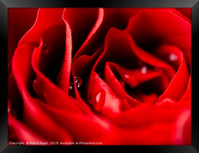 Close up of red rose with water droplets Framed Print by Mehul Patel