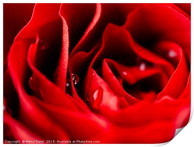 Close up of red rose with water droplets Print by Mehul Patel