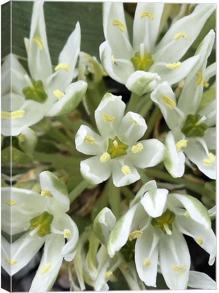 White Flowers Canvas Print by Nicola Hawkes
