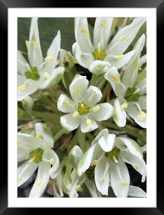 White Flowers Framed Mounted Print by Nicola Hawkes