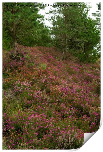 HEATHER TREES  Print by andrew saxton