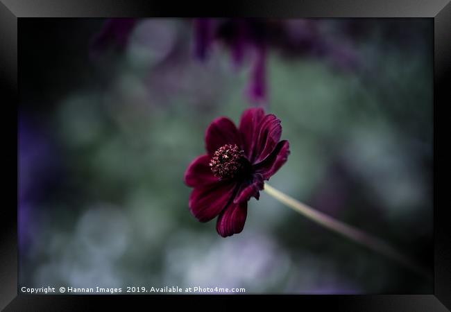 Long way from home Framed Print by Hannan Images