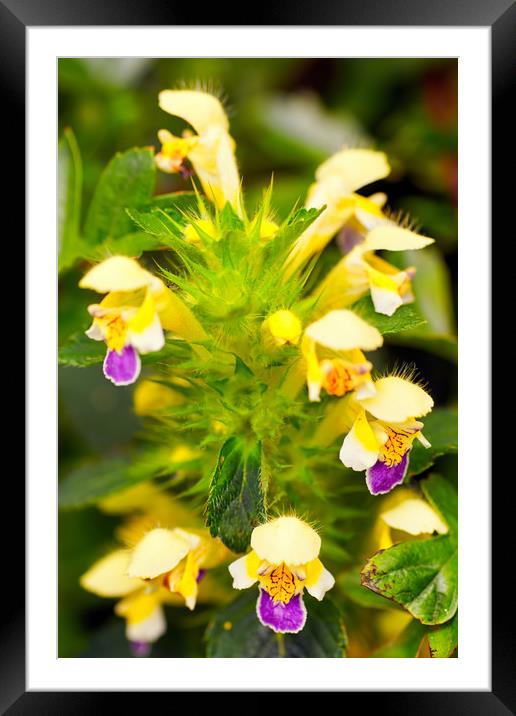 Large-Flowered Hemp-nettle (Galeopsis speciosa) Framed Mounted Print by Hugh McKean