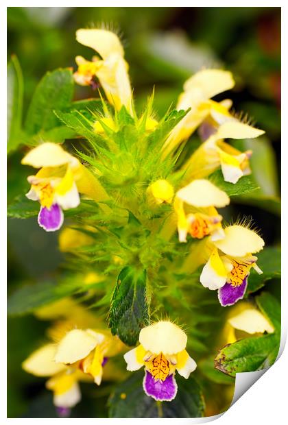 Large-Flowered Hemp-nettle (Galeopsis speciosa) Print by Hugh McKean