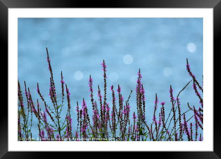 Purple Loosestrife Framed Mounted Print by Donna Joyce