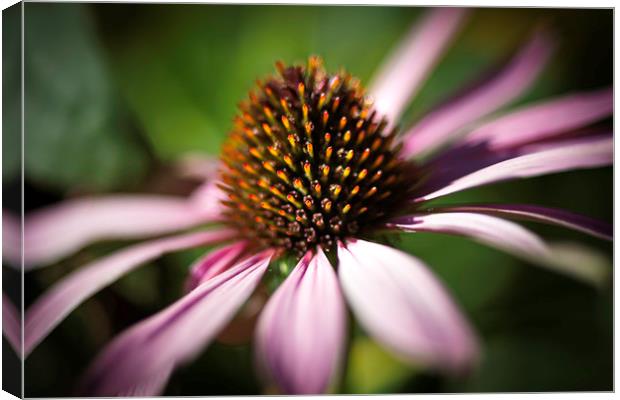 Coneflower Head Close Up  Canvas Print by Mike Evans