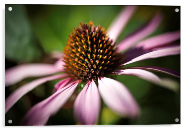 Coneflower Head Close Up  Acrylic by Mike Evans