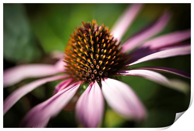 Coneflower Head Close Up  Print by Mike Evans