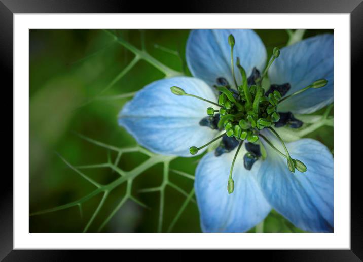 Nigella damascena in Blue and Green. Framed Mounted Print by Mike Evans