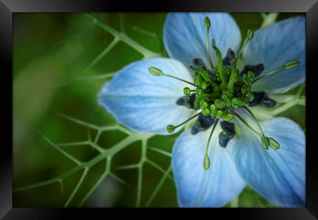 Nigella damascena in Blue and Green. Framed Print by Mike Evans