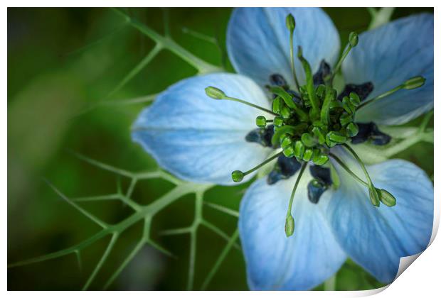 Nigella damascena in Blue and Green. Print by Mike Evans