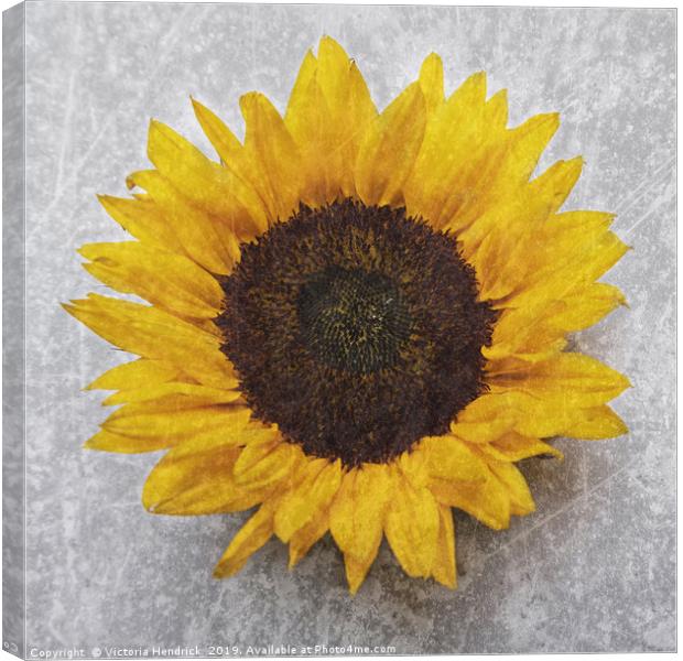 Sunflower Canvas Print by Victoria Hendrick