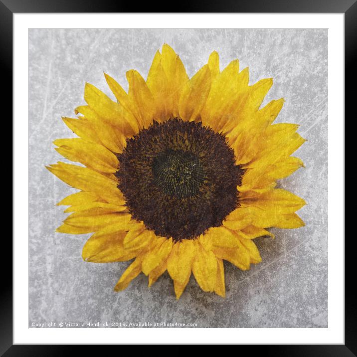 Sunflower Framed Mounted Print by Victoria Hendrick