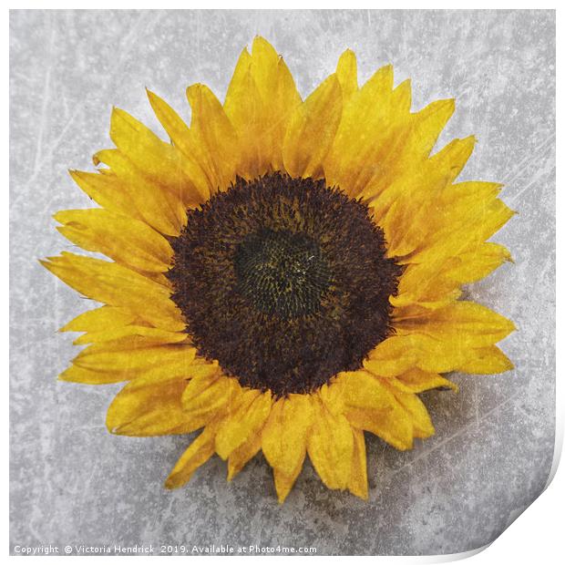 Sunflower Print by Victoria Hendrick
