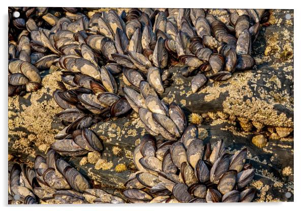 Mussels Acrylic by Brenda Belcher