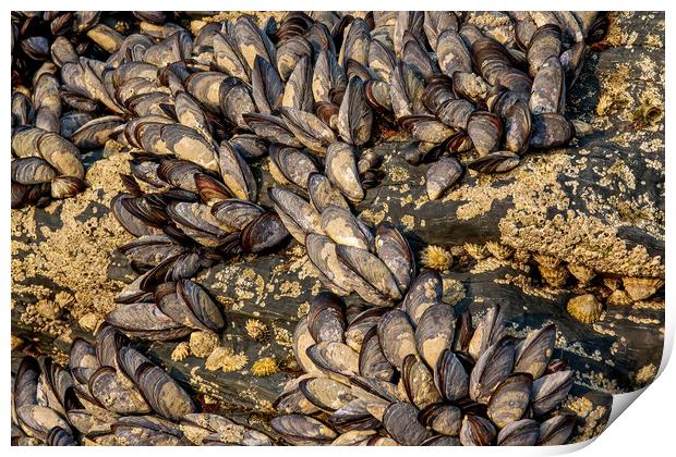 Mussels Print by Brenda Belcher