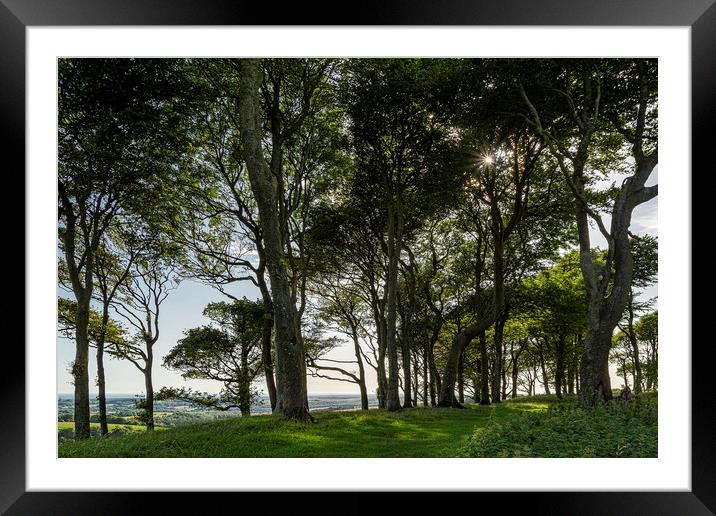 Enchanting Chanctonbury Ring Trees Framed Mounted Print by Malcolm McHugh