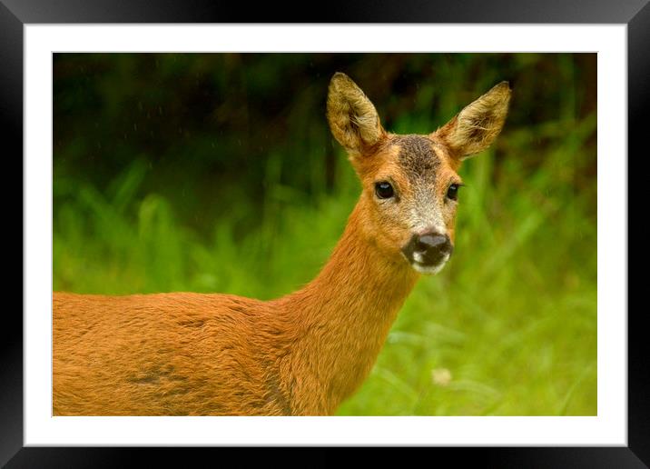 Roe Deer Framed Mounted Print by Macrae Images