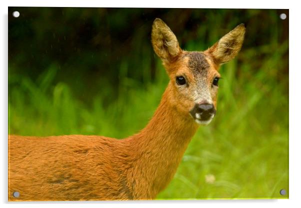Roe Deer Acrylic by Macrae Images