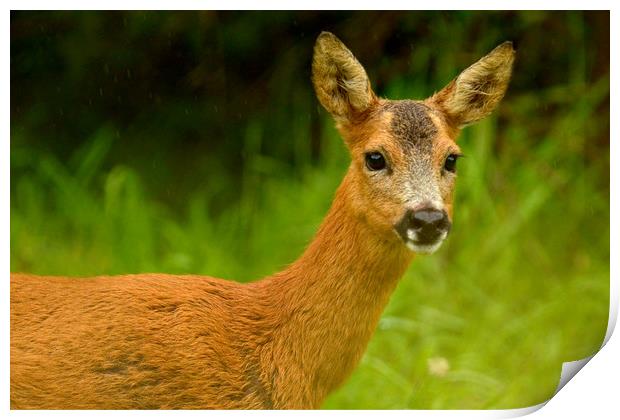 Roe Deer Print by Macrae Images