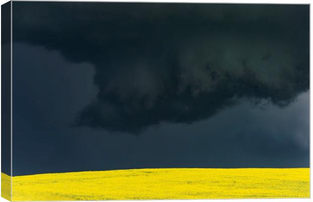 Tornadic Thunderstorm over Canola Canvas Print by John Finney