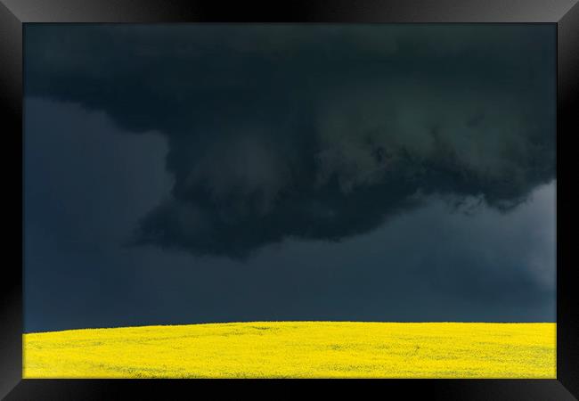 Tornadic Thunderstorm over Canola Framed Print by John Finney