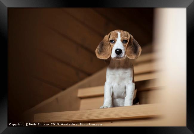 Cute little beagle puppy Framed Print by Boris Zhitkov