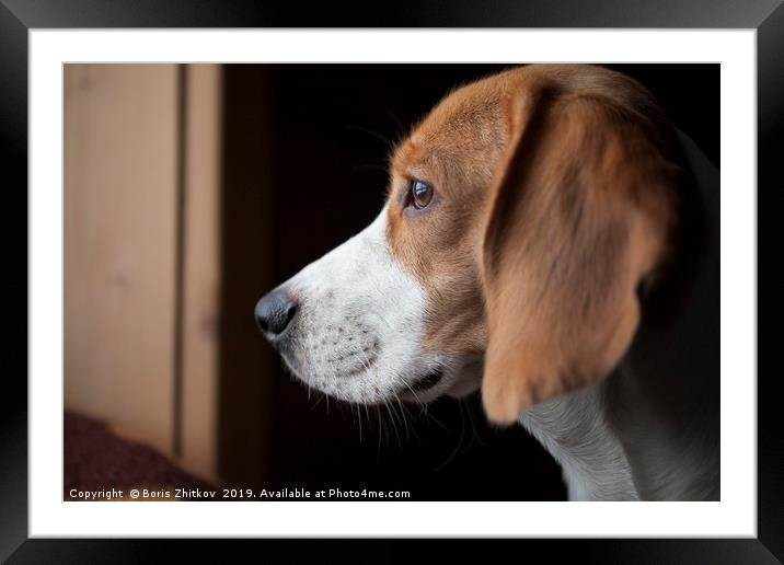 Beagle portrait Framed Mounted Print by Boris Zhitkov