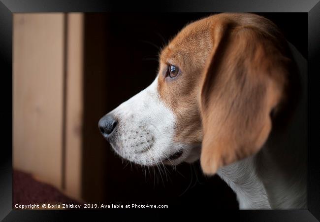 Beagle portrait Framed Print by Boris Zhitkov