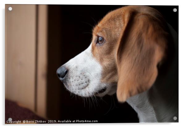 Beagle portrait Acrylic by Boris Zhitkov
