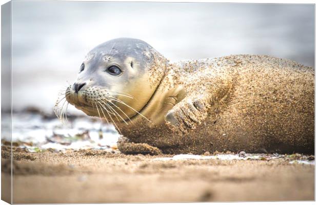 Seal Pup on the Beach. Canvas Print by Mike Evans