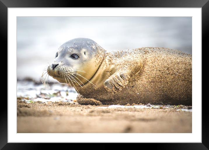 Seal Pup on the Beach. Framed Mounted Print by Mike Evans