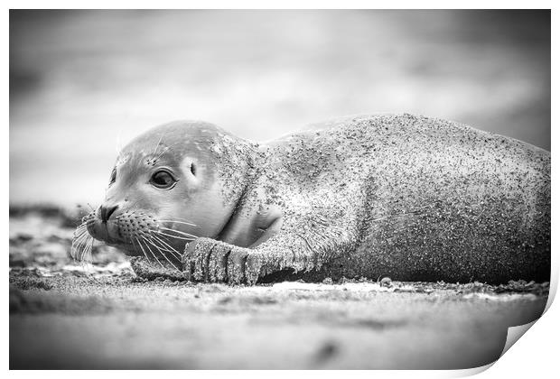Seal Pup on the Beach. Print by Mike Evans