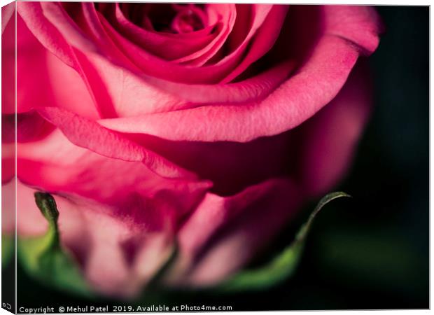 Close up of pink rose - desaturated colour  Canvas Print by Mehul Patel