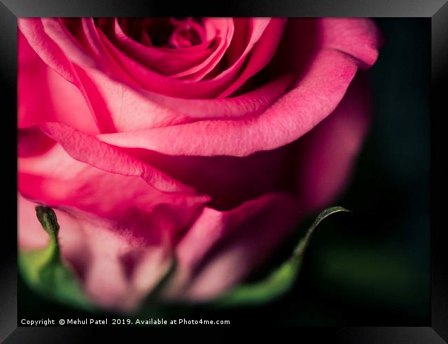 Close up of pink rose - desaturated colour  Framed Print by Mehul Patel