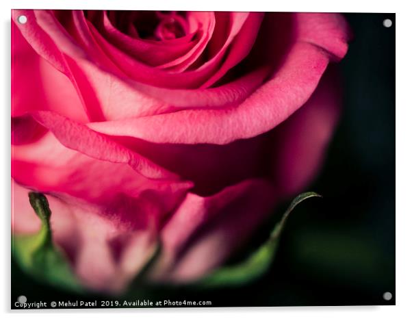 Close up of pink rose - desaturated colour  Acrylic by Mehul Patel