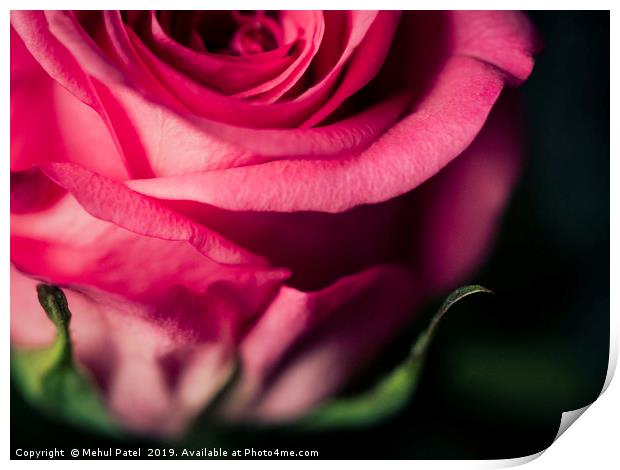 Close up of pink rose - desaturated colour  Print by Mehul Patel