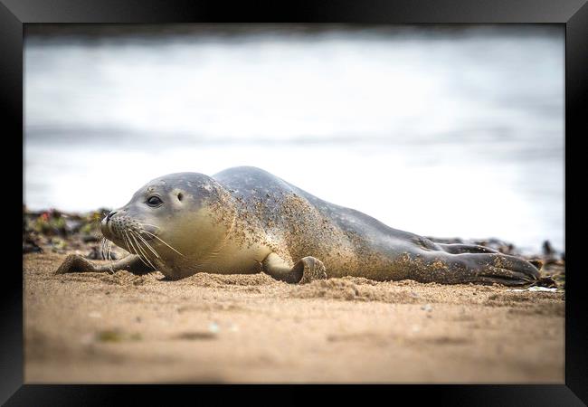 Seal Pup on the Beach. Framed Print by Mike Evans