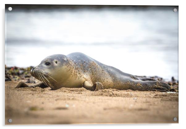 Seal Pup on the Beach. Acrylic by Mike Evans