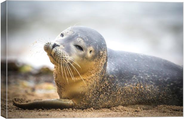 Seal Pup on Scarborough Beach. Canvas Print by Mike Evans